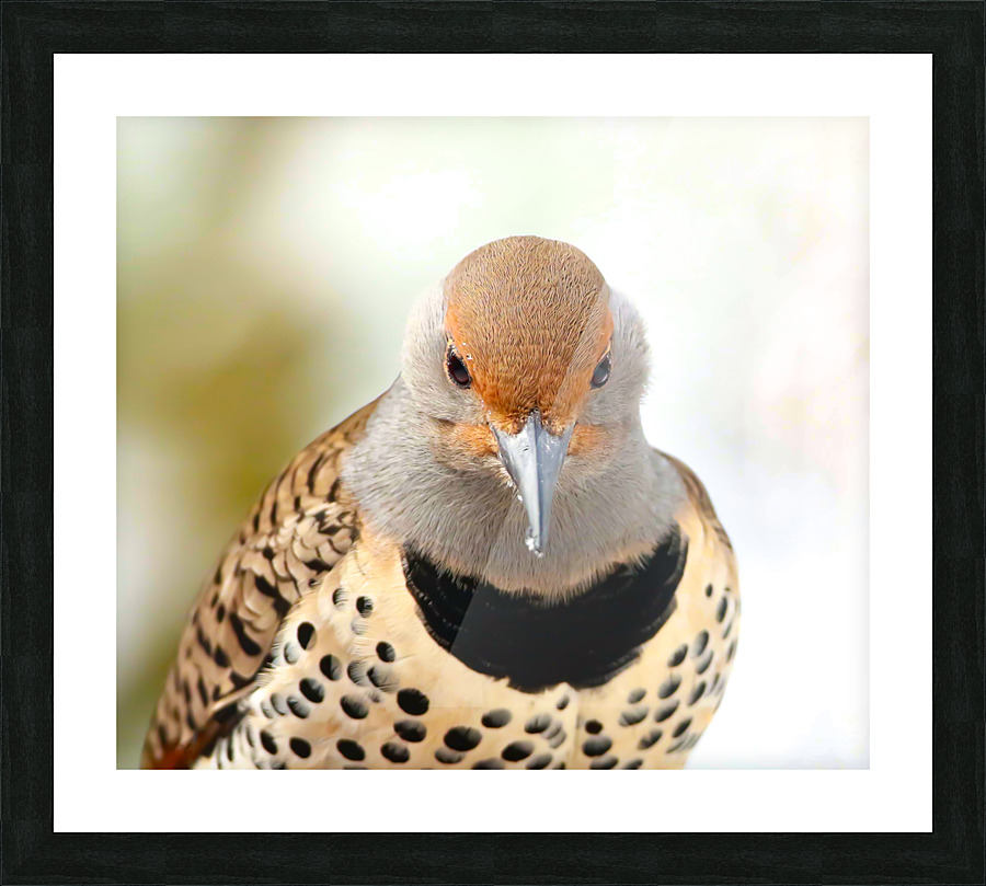 Northern Flicker Picture Frame print