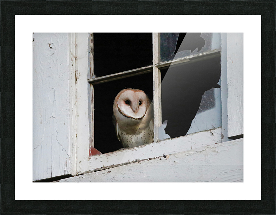 Barn Owl Waking Up Picture Frame print