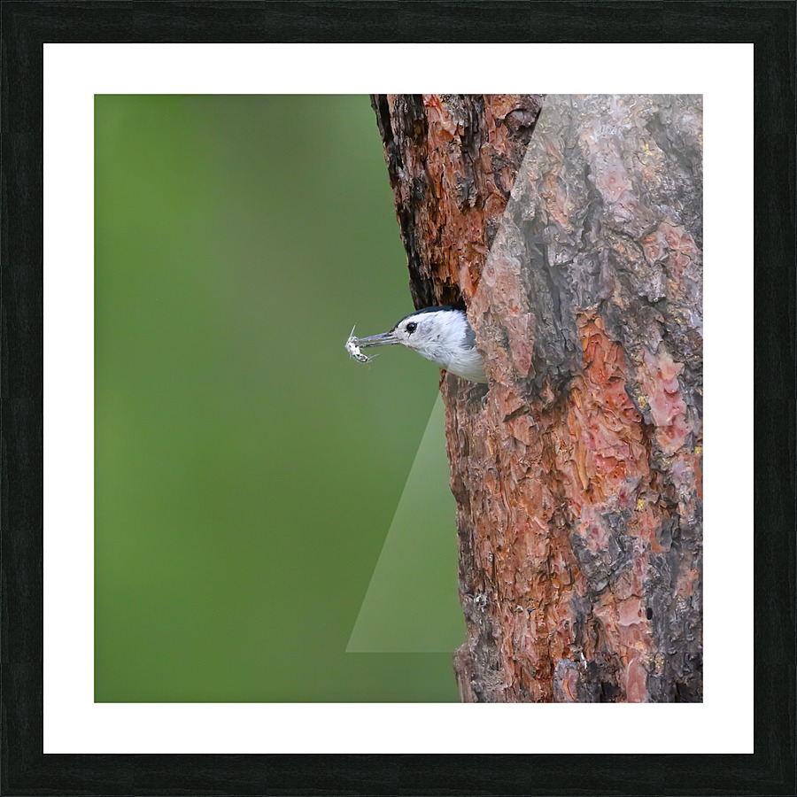 White breasted Nuthatch Picture Frame print
