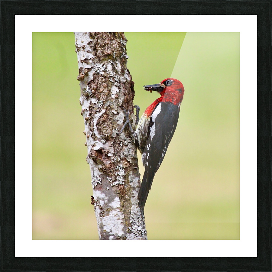 Red-breasted Sapsucker Picture Frame print