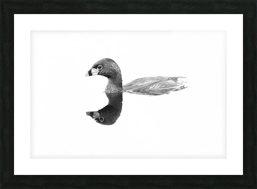 Pied billed Grebe Picture Frame print