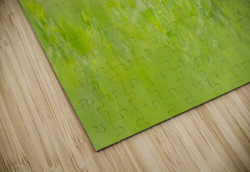 Bullocks Oriole Gia Commodore puzzle