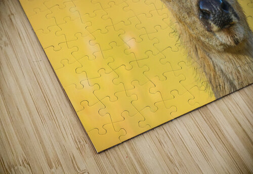 Young Buck Gia Commodore puzzle