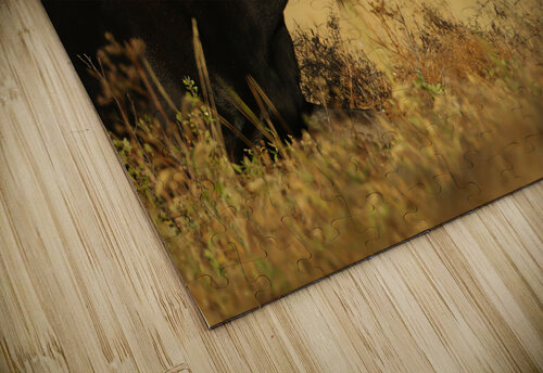 Moose Gia Commodore puzzle