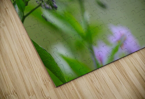 Rufous Hummingbird  Gia Commodore puzzle