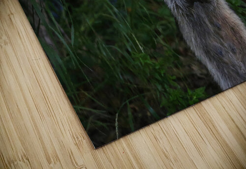 raccoon Gia Commodore puzzle