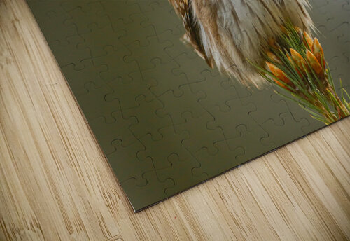 Pygmy Owl Gia Commodore puzzle
