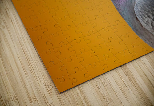 Common Pigeon Indeed   Gia Commodore puzzle