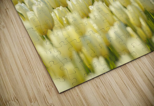 Savannah Sparrow Gia Commodore puzzle