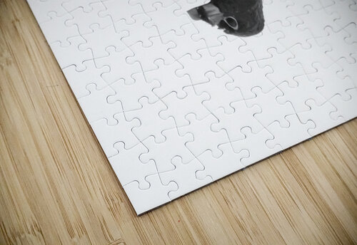Pied billed Grebe Gia Commodore puzzle