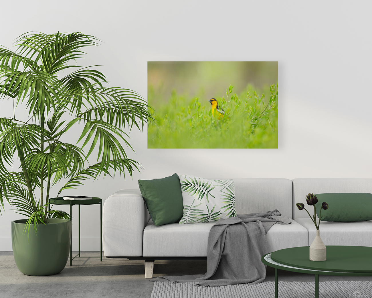 Bullocks Oriole Reproduction