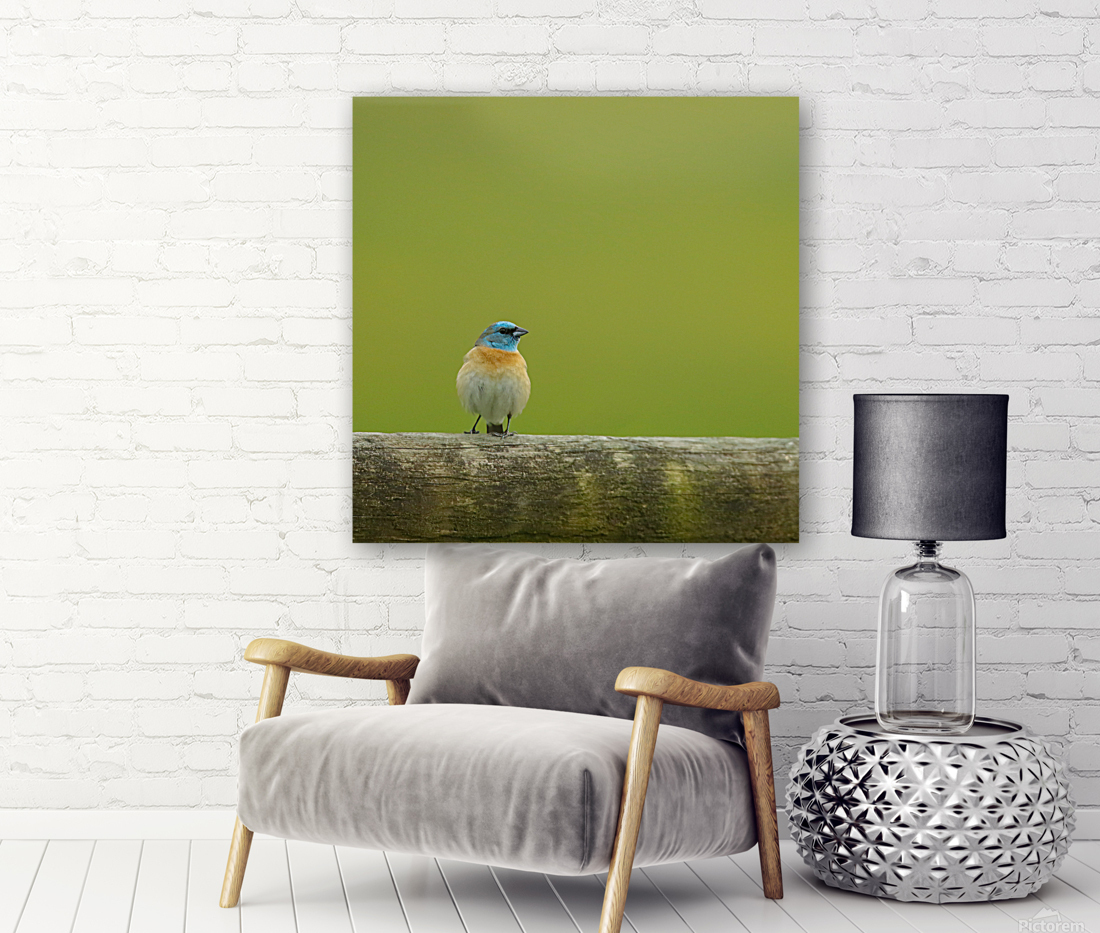 Lazuli Bunting Reproduction