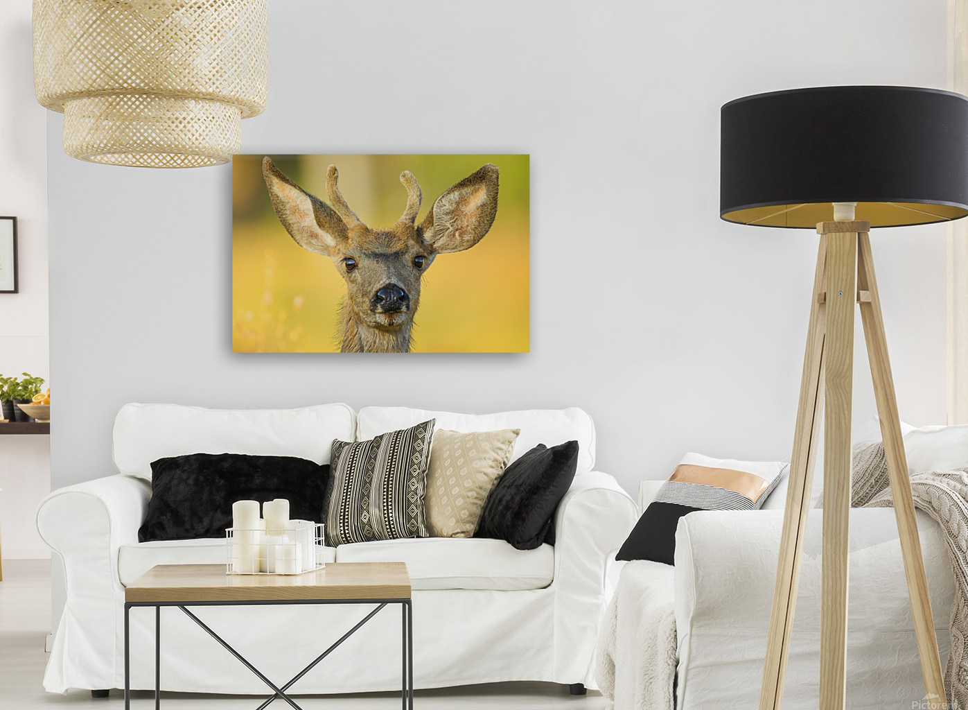 Young Buck Reproduction
