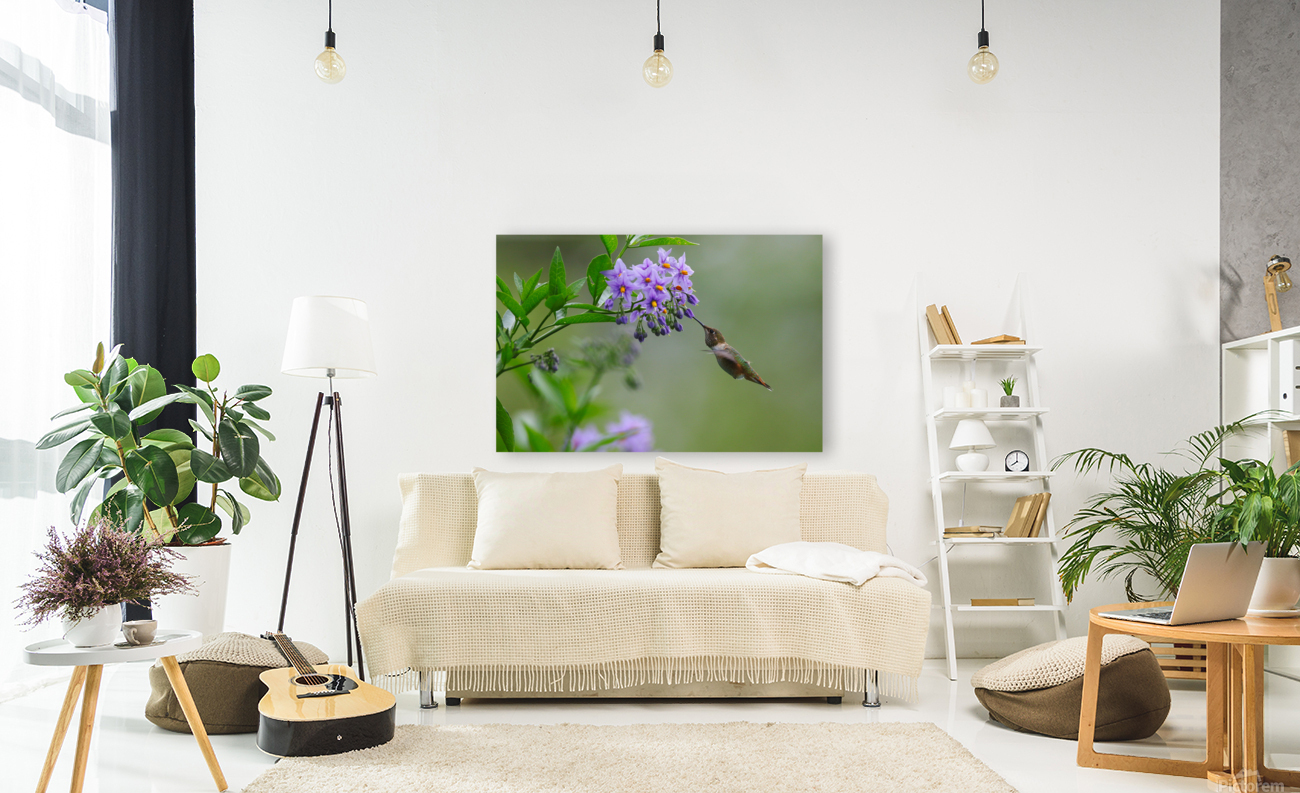 Rufous Hummingbird  Reproduction