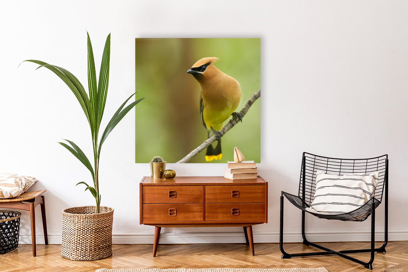 Cedar Waxwing Reproduction