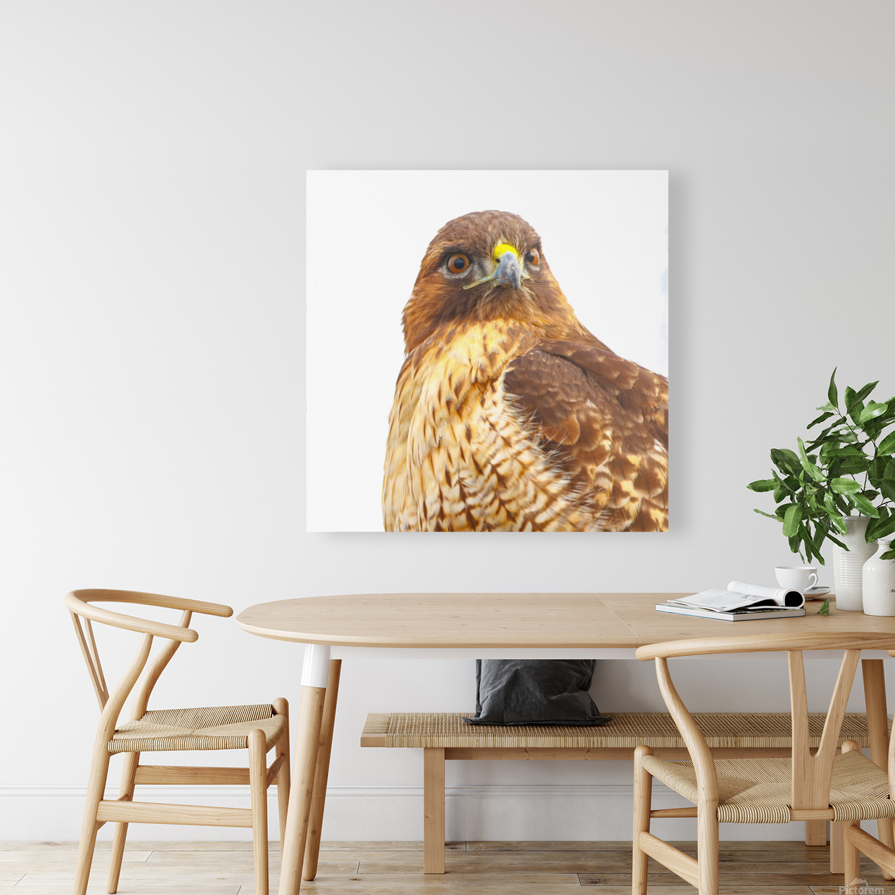 Red tailed Hawk Stare Reproduction