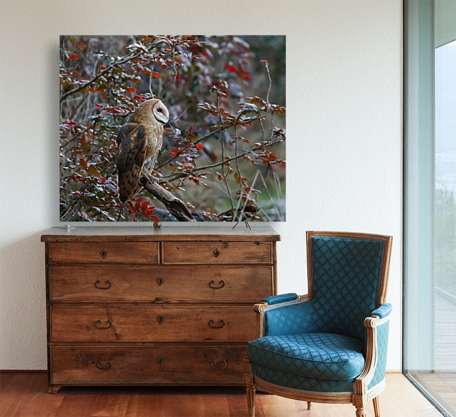 Barn Owl Reproduction