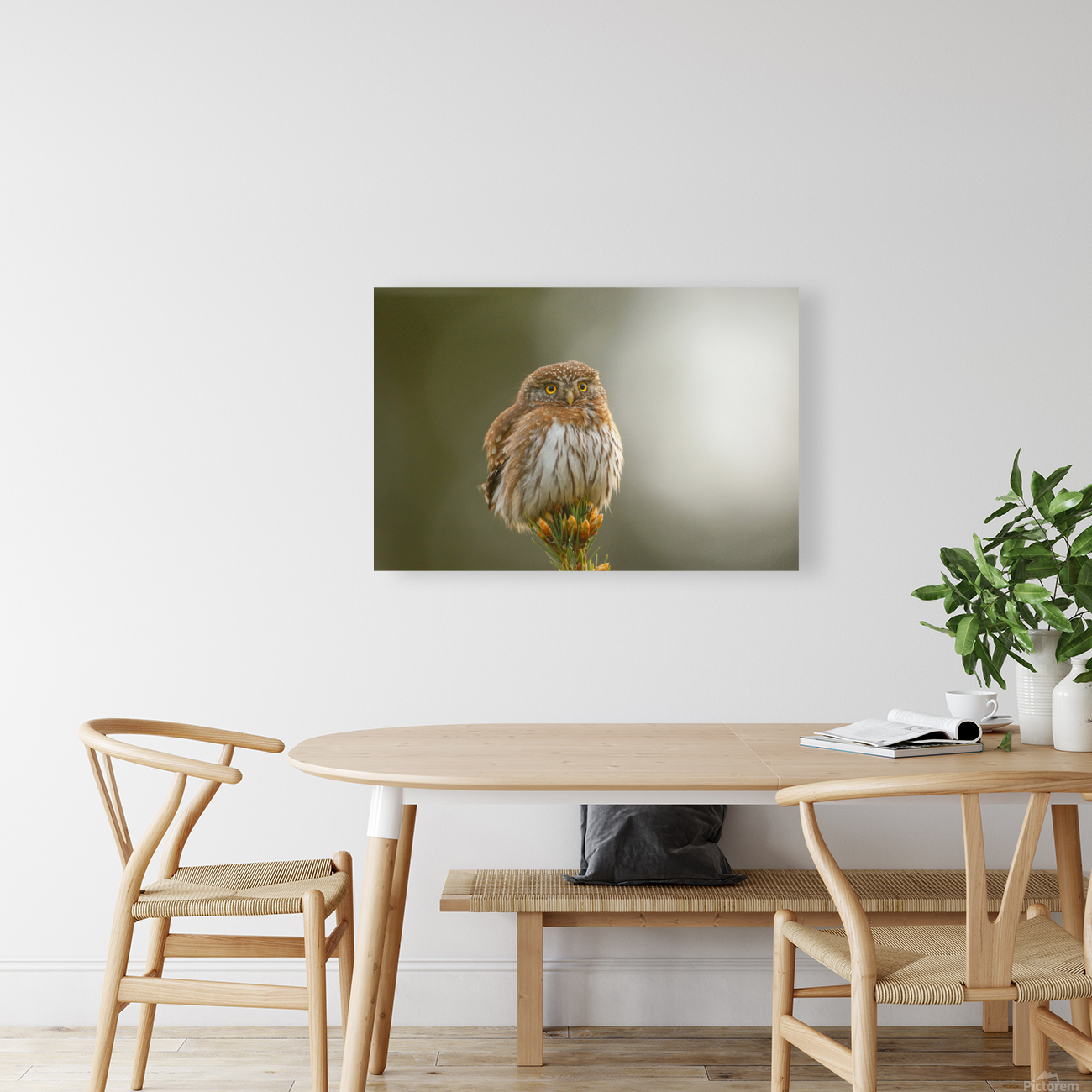 Pygmy Owl Reproduction
