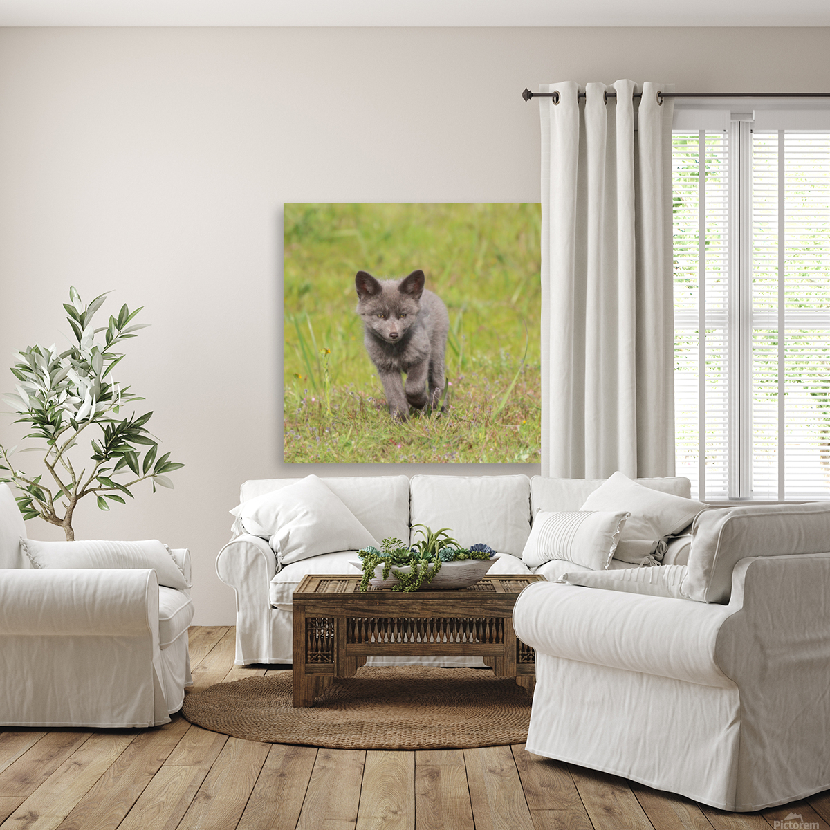 Grey Fox Kit Reproduction