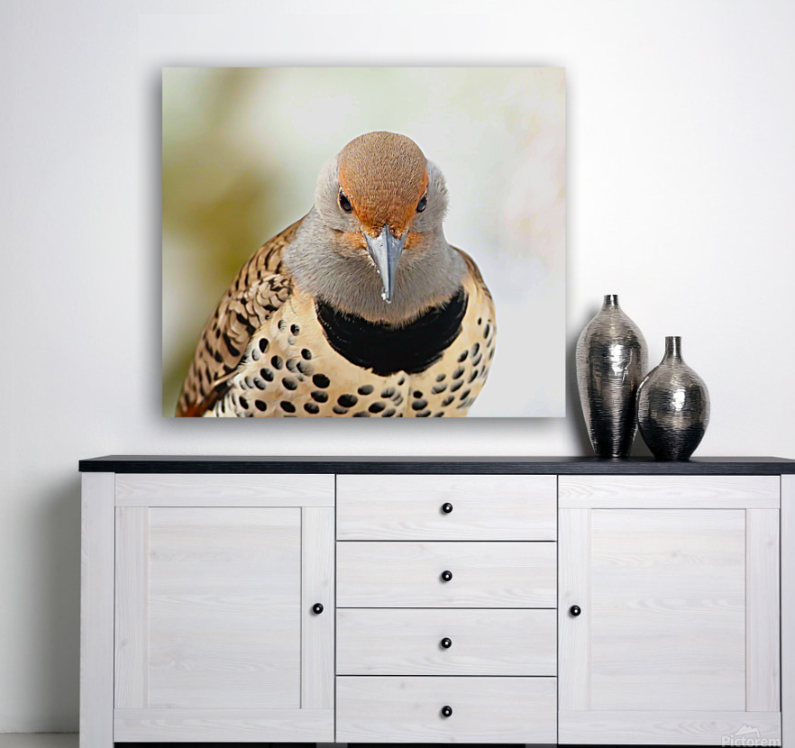 Northern Flicker Reproduction