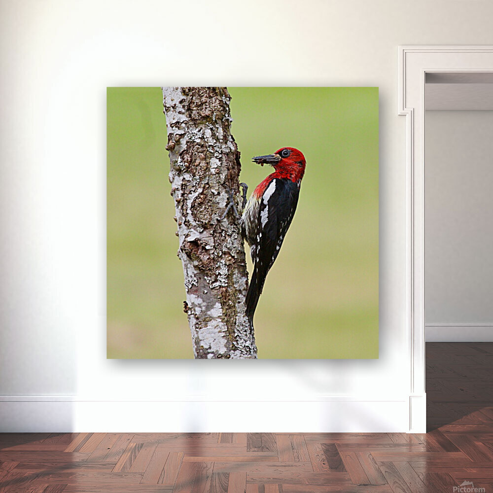Red-breasted Sapsucker Reproduction