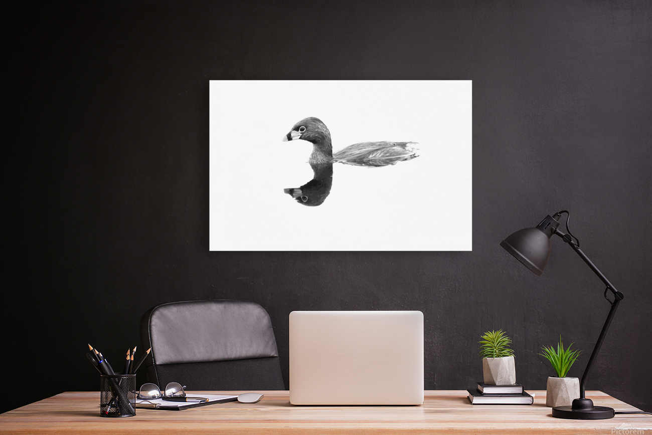 Pied billed Grebe Reproduction