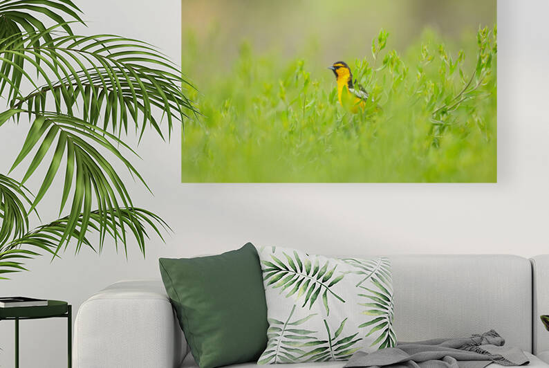 Bullocks Oriole by Gia Commodore