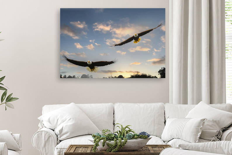 Bald Eagles Flying Over the Bay by Gia Commodore