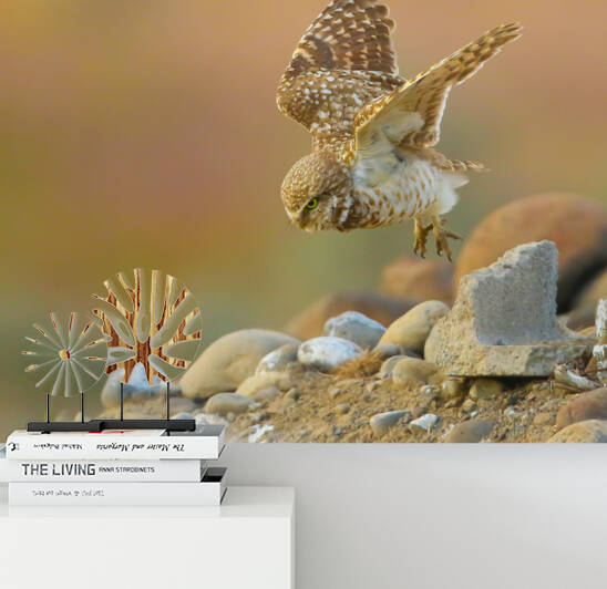 Burrowing Owl Launching Off Reproduction