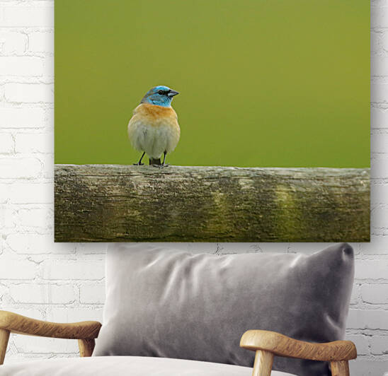 Lazuli Bunting by Gia Commodore