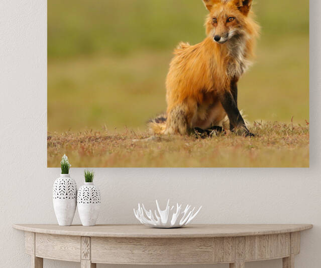 Red Fox Vixen by Gia Commodore