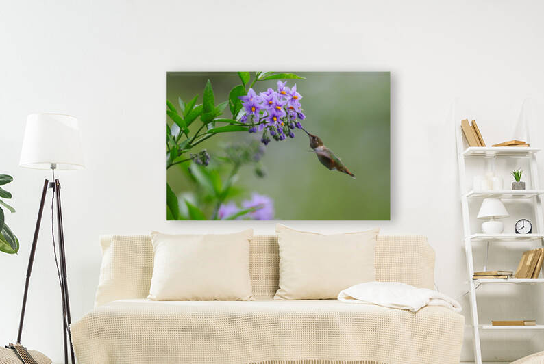 Rufous Hummingbird  by Gia Commodore