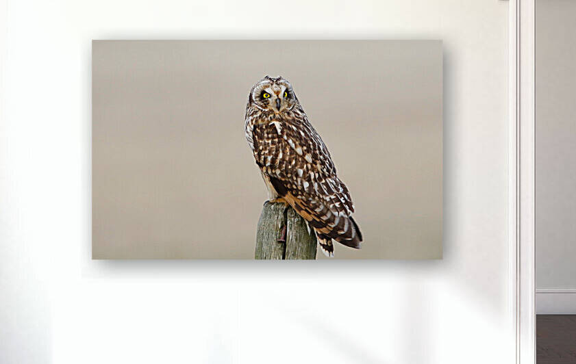 Short eared Owl On Post Reproduction