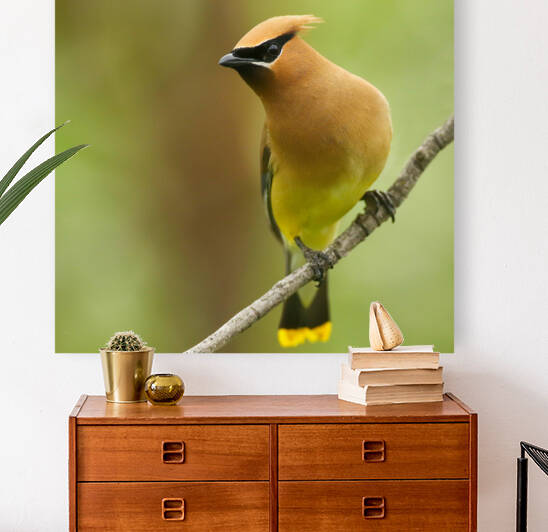 Cedar Waxwing by Gia Commodore