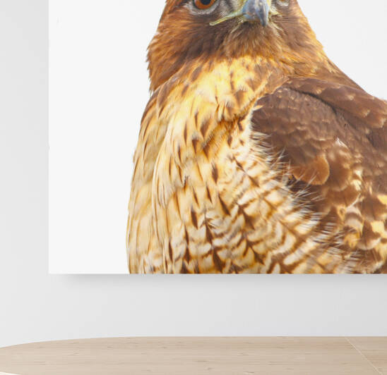 Red tailed Hawk Stare Reproduction