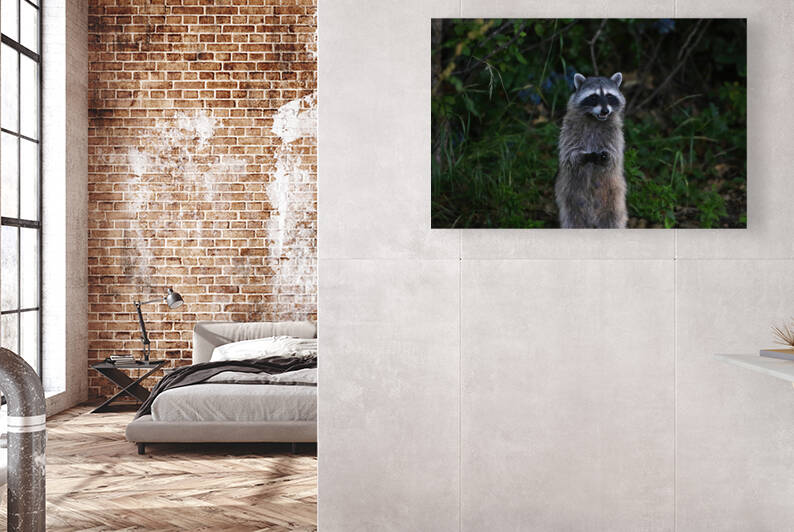 raccoon by Gia Commodore