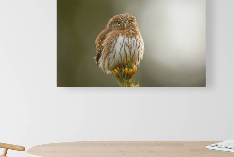 Pygmy Owl by Gia Commodore