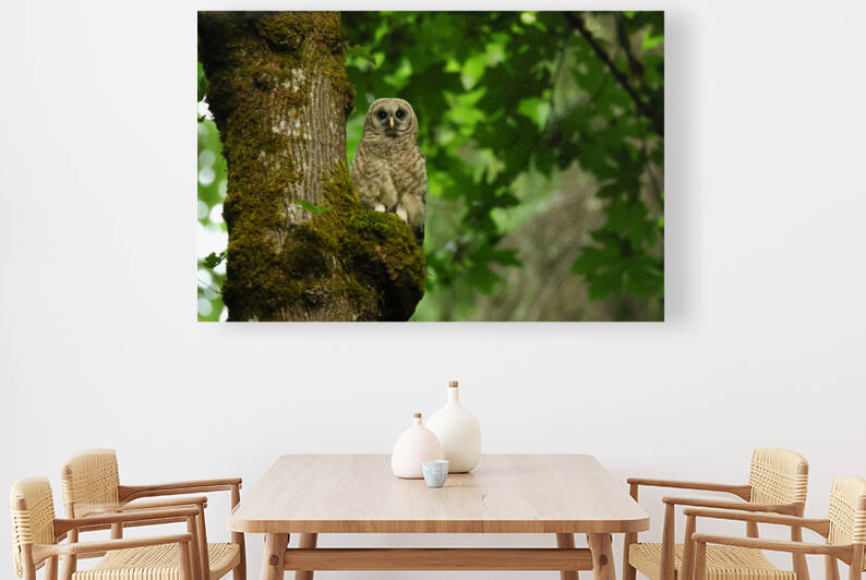 Barred Owlet On Mossy Branch by Gia Commodore