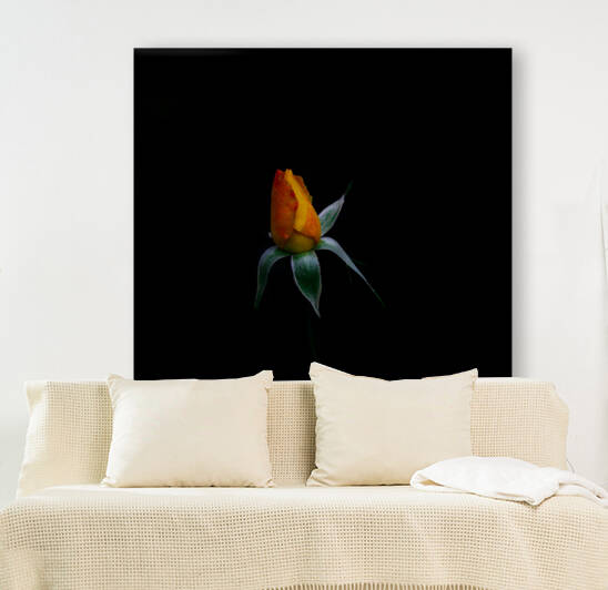 Budding Rose by Gia Commodore