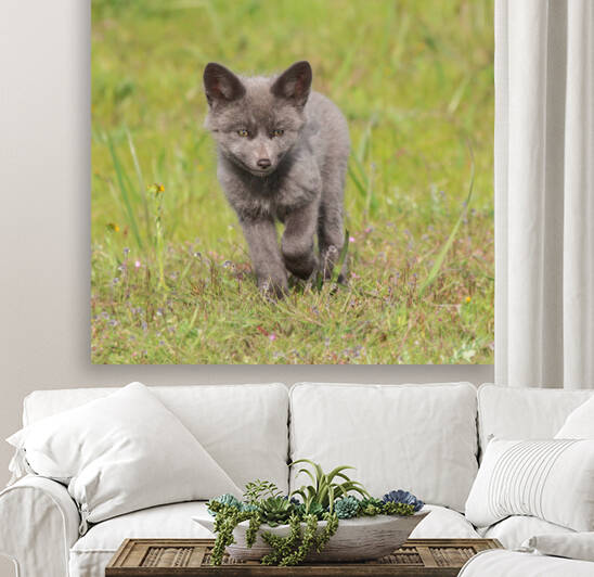 Grey Fox Kit by Gia Commodore