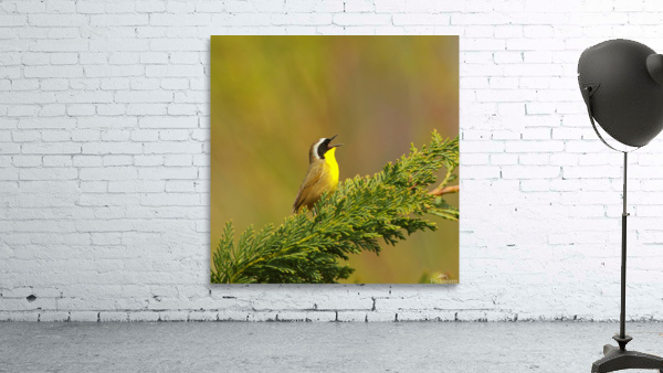 Common Yellowthroat Wall Preview