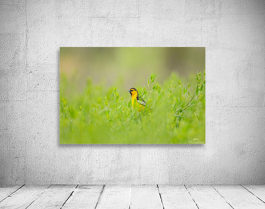 Bullocks Oriole Wall Preview