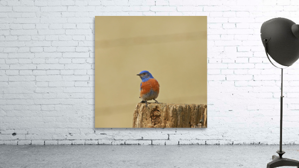 Western Bluebird Wall Preview