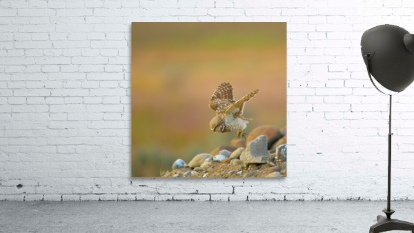 Burrowing Owl Launching Off Wall Preview