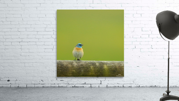 Lazuli Bunting Wall Preview