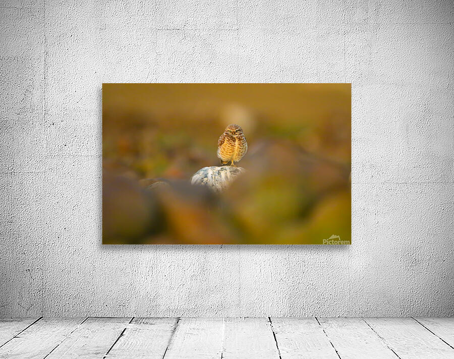 Burrowing Owl At Sunset Wall Preview