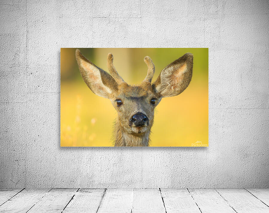 Young Buck Wall Preview