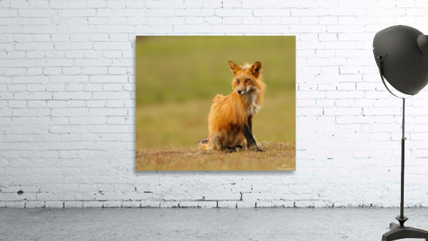 Red Fox Vixen Wall Preview