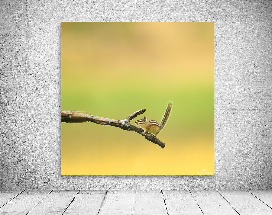 Chipmunk Wall Preview