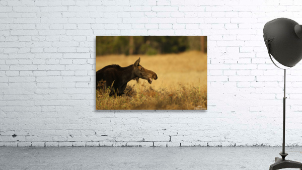 Moose Wall Preview